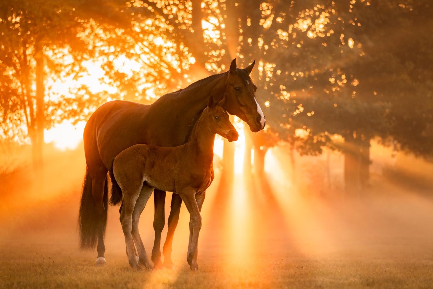 Pferdefotografie von Tierfotografie Jessica Kreit aus Hannover. Porträt Stute und Fohlen im Sonnenaufgang.