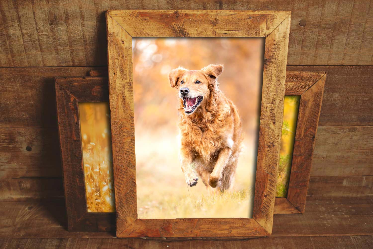 Wandbild im Holzrahmen mit Golden Retriever fotografiert von Jessica Kreit Hundefotografin aus Hannover