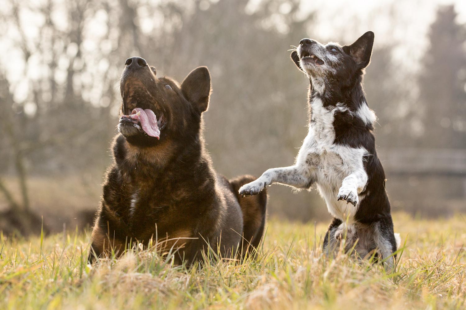 Fotoshooting mit Hund Schäferhund und Mischling fotografiert von Jessica Kreit Hundefotografin aus Hannover