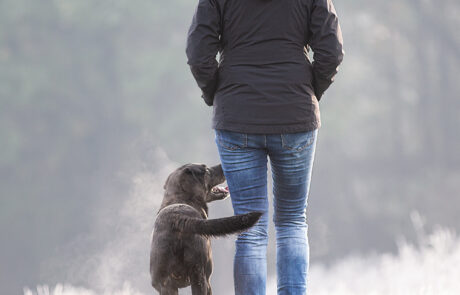 Fotoshooting mit Hund Labrador fotografiert von Jessica Kreit Hundefotografin aus Hannover