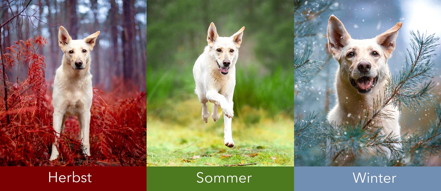 Hundefotografie von Tierfotografie Jessica Kreit aus Hannover. Porträt von einem Mischling zu verschiedenen Jahreszeiten.