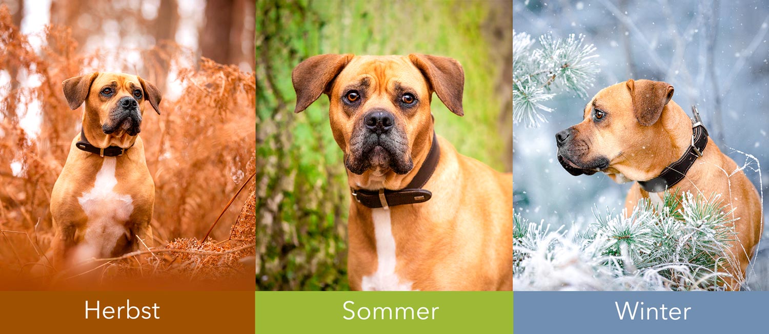 Hundefotografie von Tierfotografie Jessica Kreit aus Hannover. Porträt von einem Mischling zu verschiedenen Jahreszeiten.