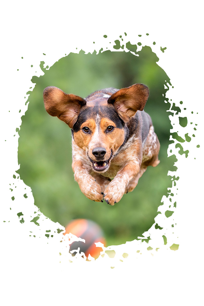 Hundefoto Hund in Action springt mit wehenden Ohren