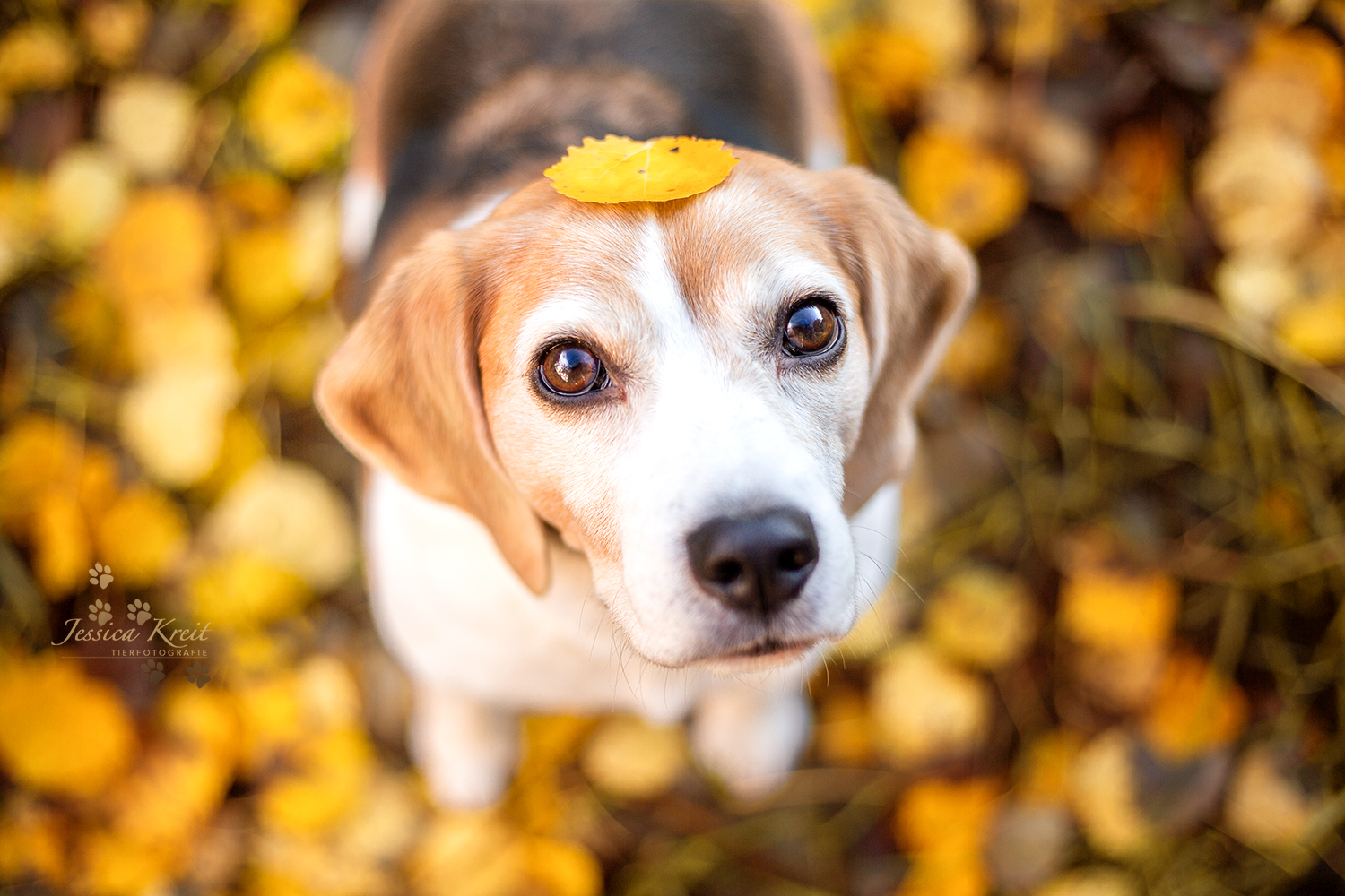 Fotoshooting Aktion Kalendershooting, Kalenderblatt mit Hund Herbst