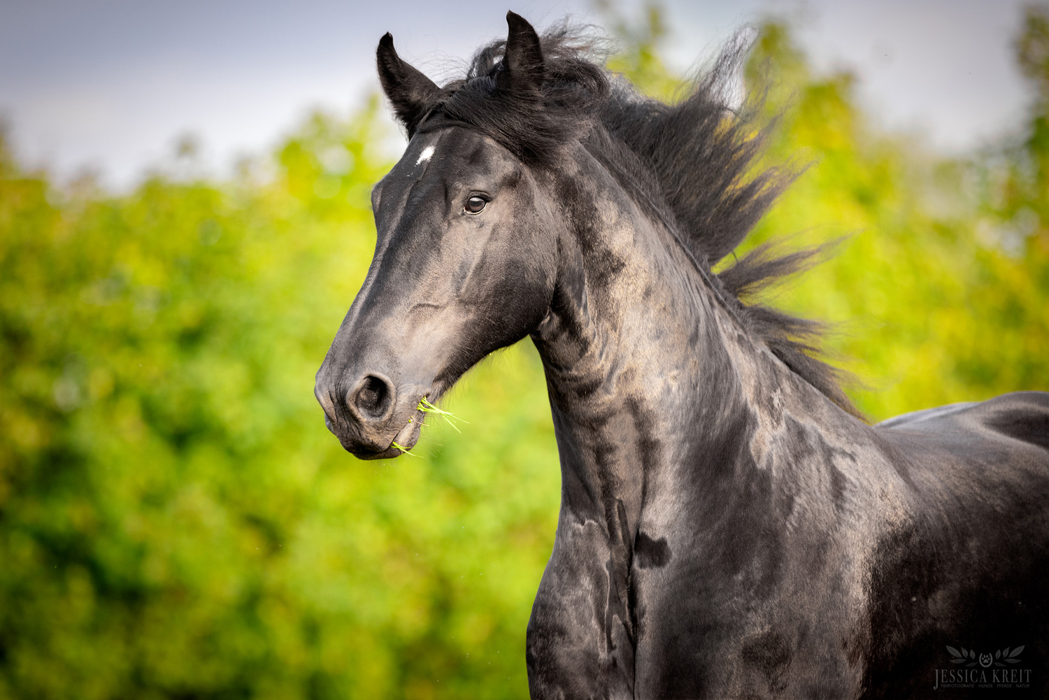 Pferdefotografie von Tierfotografie Jessica Kreit aus Hannover. Porträt von einem Pferd im Freilauf
