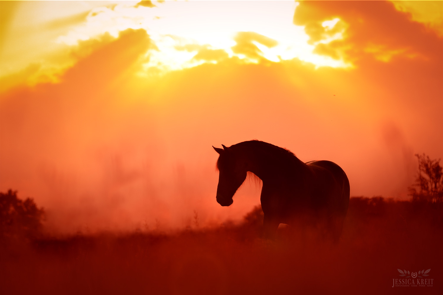 Pferdefotografie von Tierfotografie Jessica Kreit aus Hannover. Porträt von einem Pferd im Sonnenuntergang