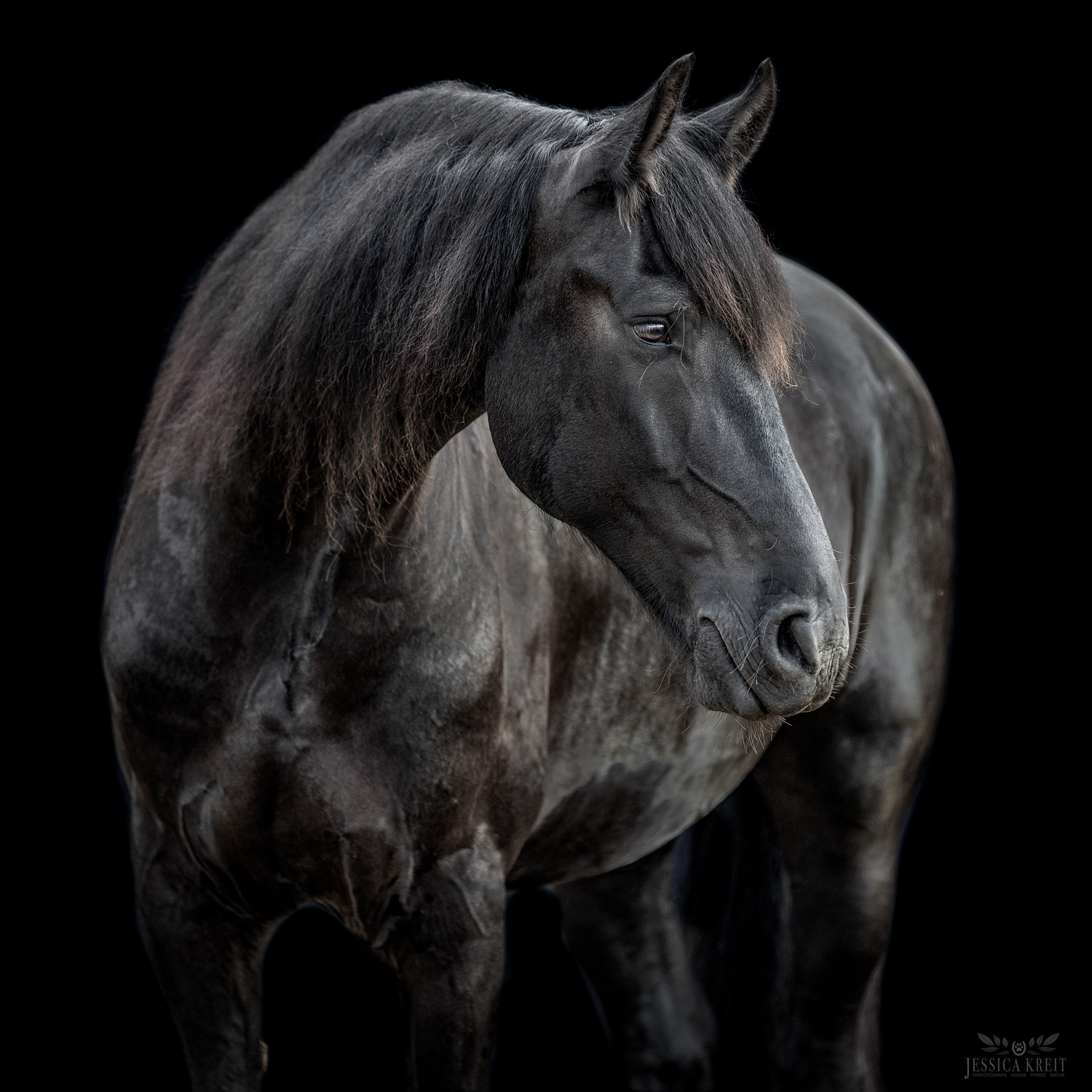 Pferdefotoshooting Pferd im Studio entstanden bei einem Fotoshooting mit Tierfotografie Jessica Kreit aus Hannover