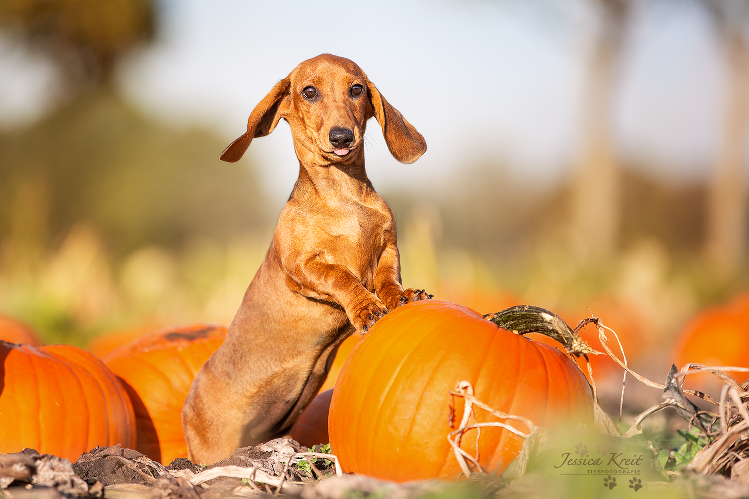 Hundefotografie im Herbst Dackel Welpe mit Kürbissen fotografiert in Hannover von Tierfotograf Jessica Kreit
