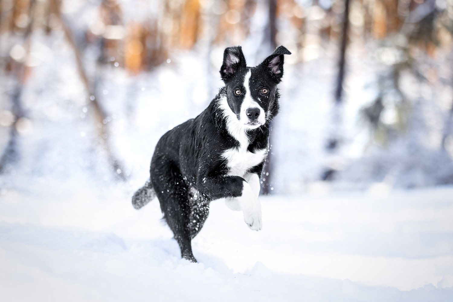 Hundefotografie im Winter Hund im Schnee Border Collie Welpe fotografiert in Hannover von Tierfotograf Jessica Kreit