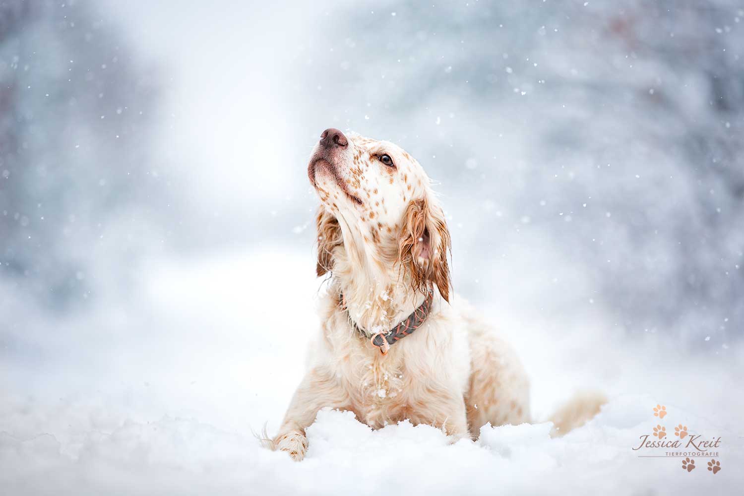 Hundefotografie im Winter Hund, Englisch Setter im Schnee fotografiert in Hannover von Tierfotograf Jessica Kreit