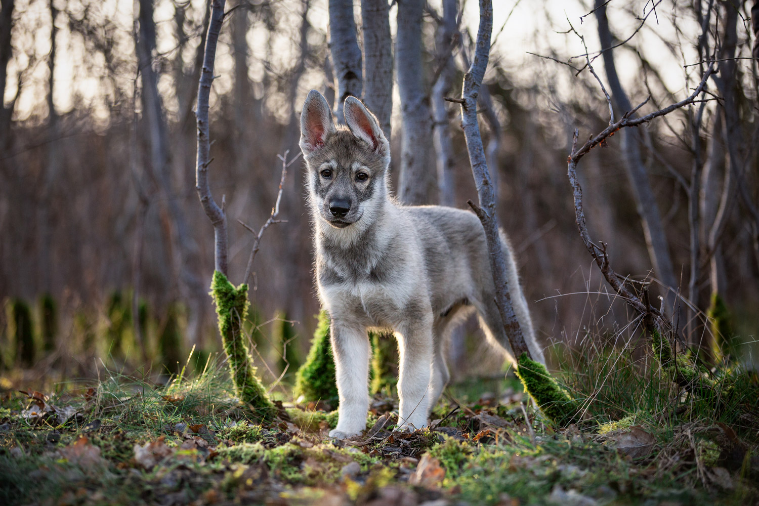 Hundefotografie im Winter Hund Tamaskan Welpe fotografiert in Hannover von Tierfotograf Jessica Kreit