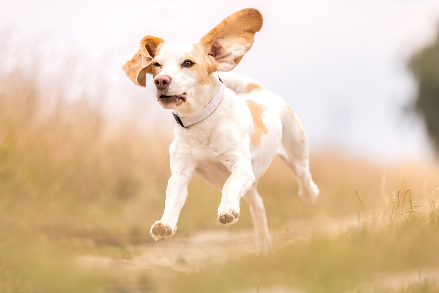 Fotoshooting mit Hund bei Tierfotografie Jessica Kreit aus Hannover