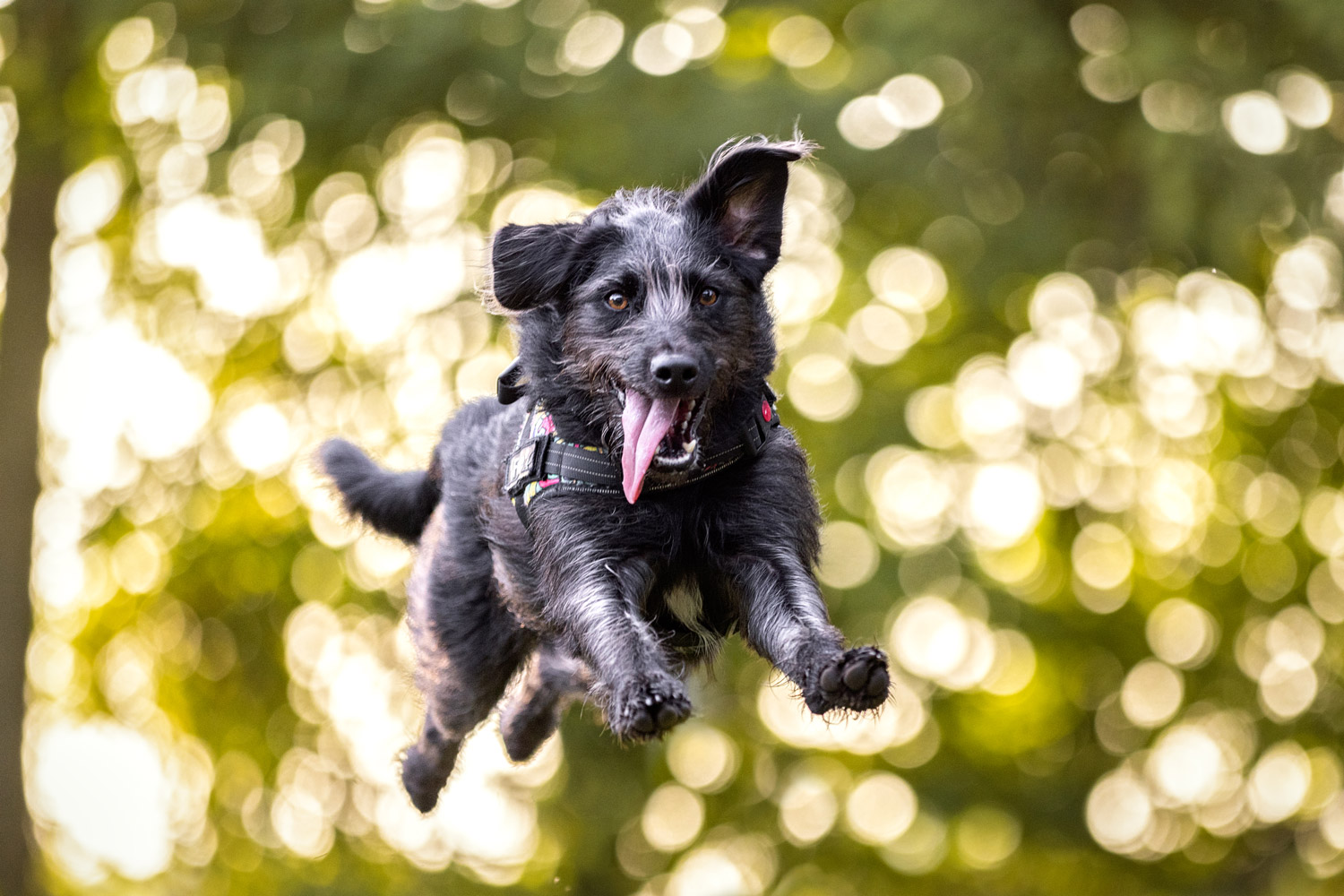 Fotoshooting mit Hund bei Tierfotografie Jessica Kreit aus Hannover