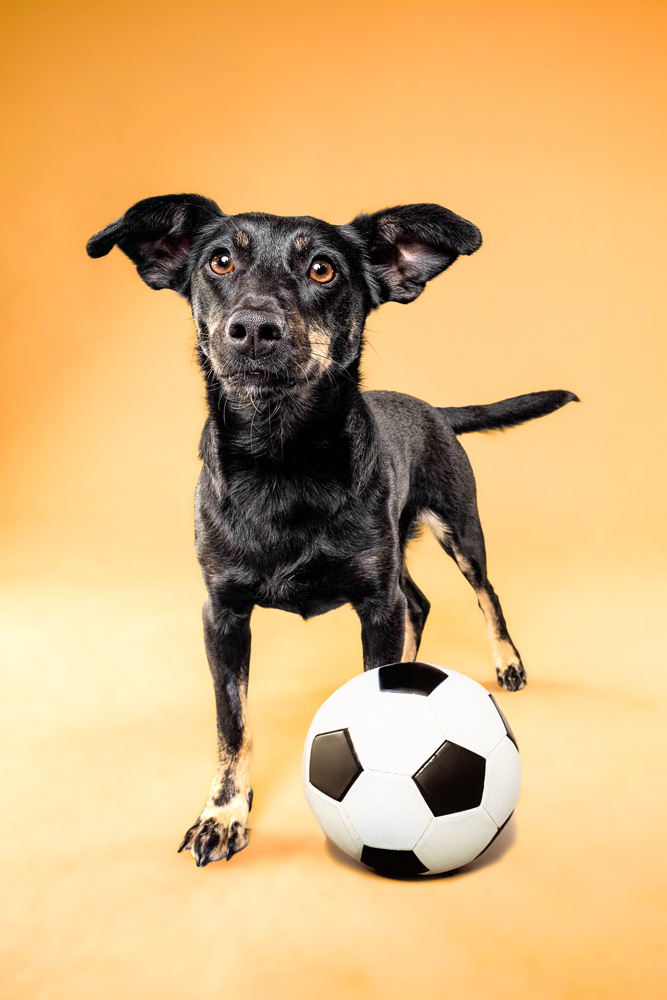 Hundefotografie im Studio Hund mit Fußball. Fotografier von Tierfotografin Jessica Kreit aus Hannover