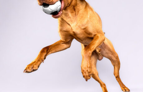 Hundefotografie im Studio Hund mit Fußball. Fotografier von Tierfotografin Jessica Kreit aus Hannover