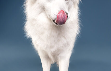 Hundefotografie mit Mischling im Studio vor buntem Hintergrund