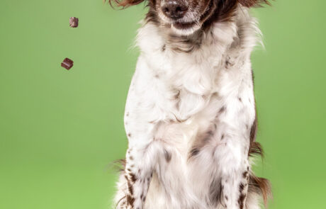 Hundefotografie mit Kleinem Münsterländer im Studio vor buntem Hintergrund