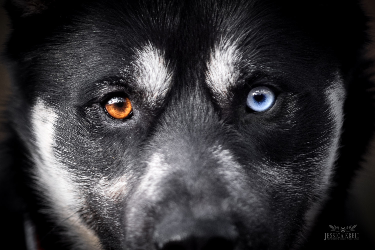 Tierfotografie Jessica Kreit Hannover Calico1 Hundefotografie von Jessica Kreit aus Hannover