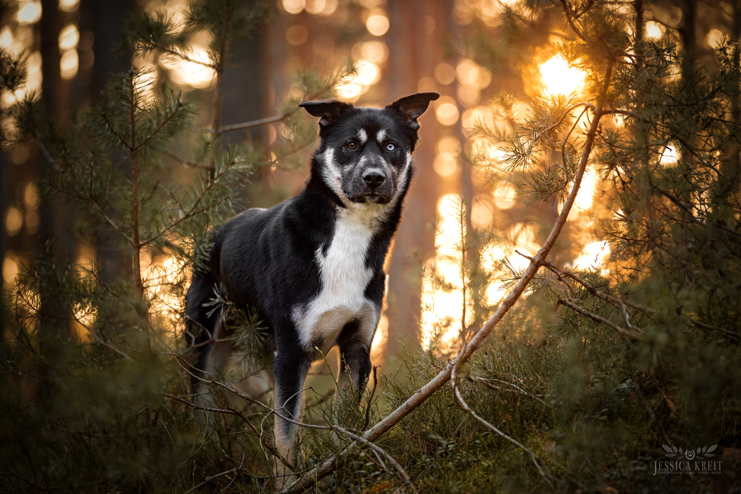 Tierfotografie Jessica Kreit Hannover Calico2 Hundefoto von Tierfotografie Jessica Kreit aus Hannover