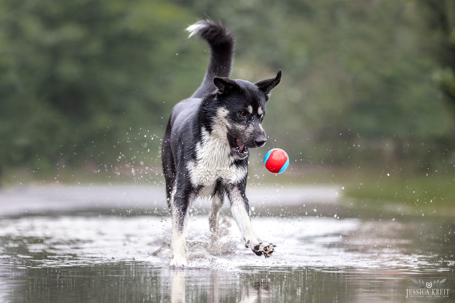 Hundefoto von Tierfotografie Jessica Kreit aus Hannover