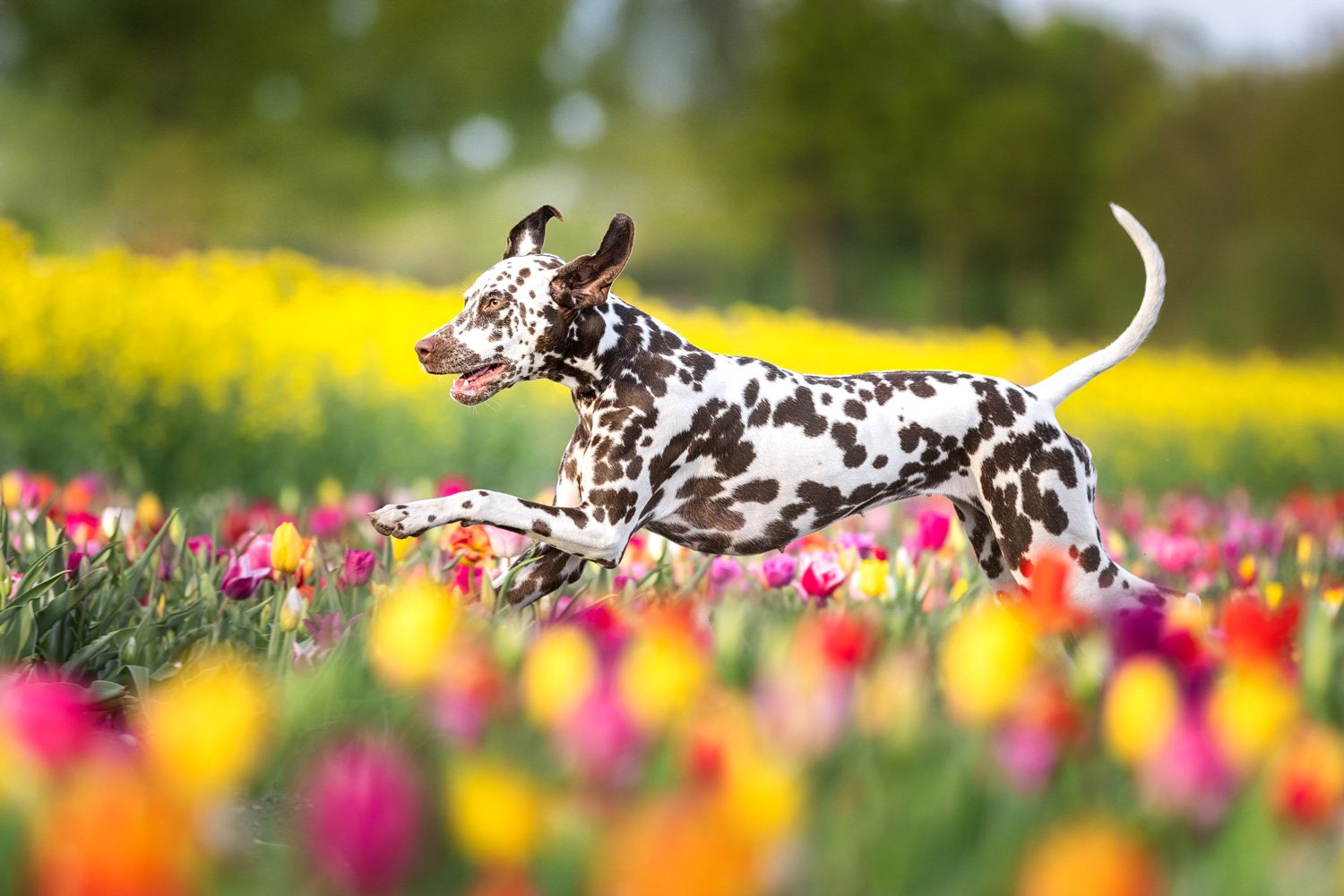 Hundefotografie im Frühling mit einem Dalmatiner im Tulpenfeld, fotografiert von Jessica Kreit