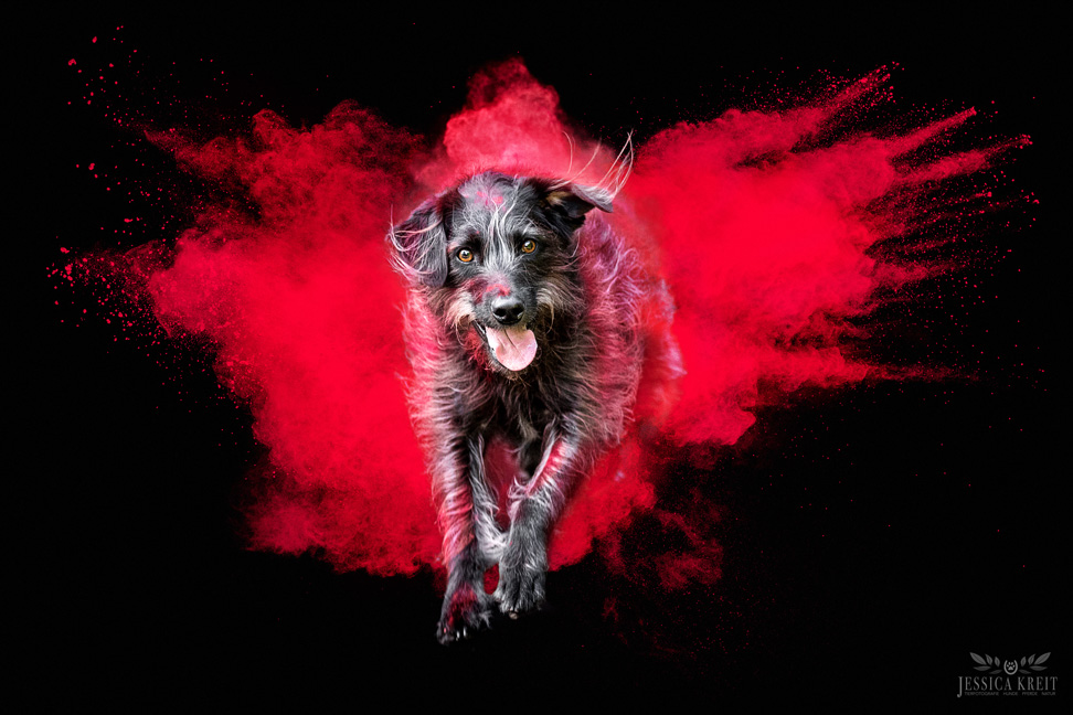 Schwarzer Mischling springt durch eine rote Holiwolke.